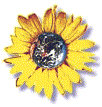 sunflower-klein02